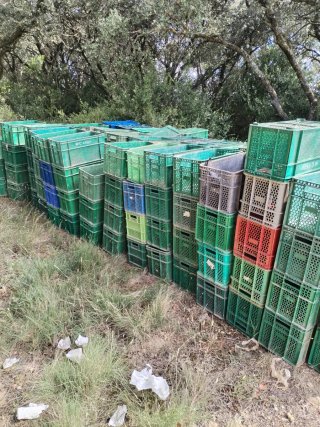 Cajas apilables de plástico para espárragos