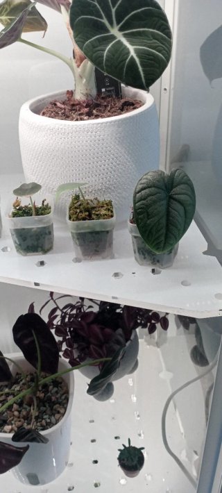 Invernadero Milsbo Ikea + Luces LED barrina T5