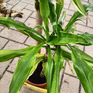 Dracaena Golden Coast 90cm