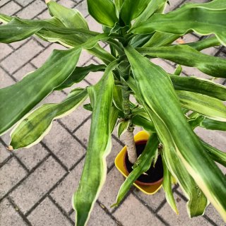 Dracaena Golden Coast 90cm