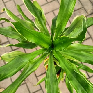 Dracaena Golden Coast 90cm