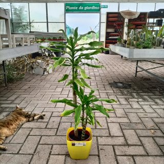 Dracaena Golden Coast 90cm