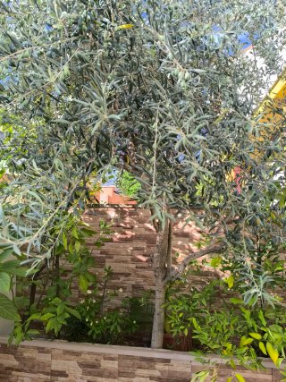 Plantas de olivo (HUELVA)