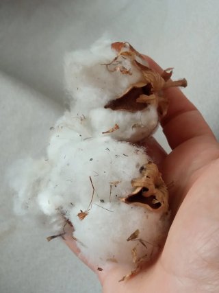 Semillas de Planta Algodón