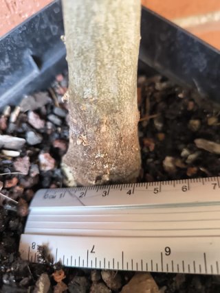 Bonsái Acer Burgerianum