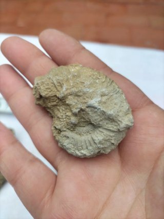 Fósiles ammonites