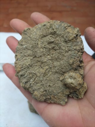 Fósiles ammonites