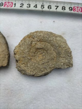 Fósiles Ammonites (2 unidades)