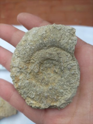 Fósiles Ammonites (2 unidades)