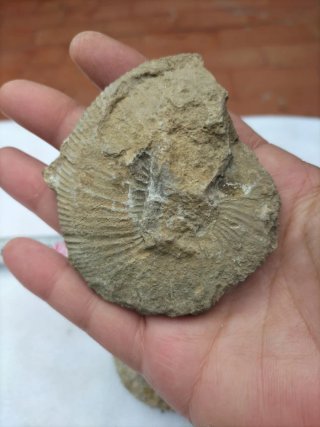 Fósiles Ammonites (2 unidades)