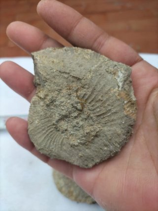 Fósiles Ammonites (2 unidades)
