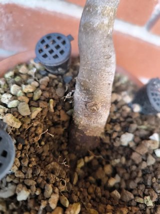 Bonsái Acer Burgerianum