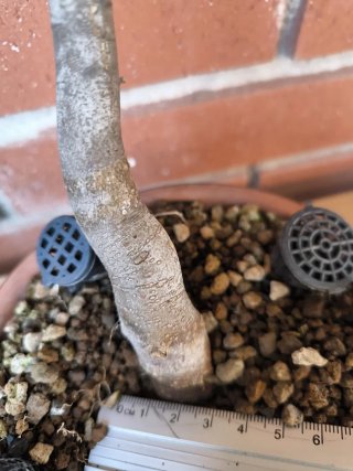 Bonsái Acer Burgerianum