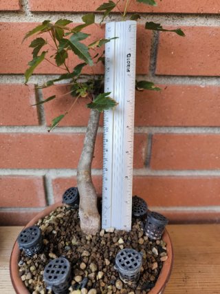 Bonsái Acer Burgerianum