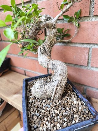 Bonsai Ficus Retusa