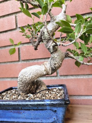 Bonsai Ficus Retusa