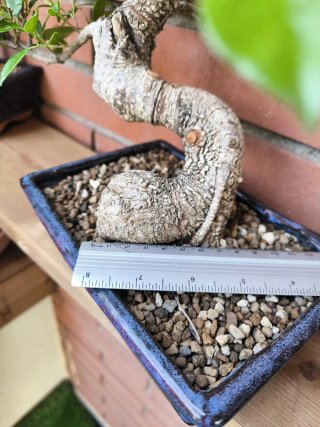 Bonsai Ficus Retusa