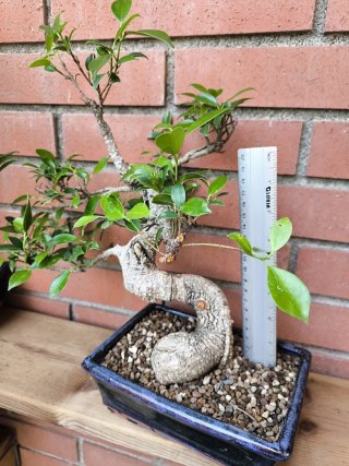 Bonsai Ficus Retusa