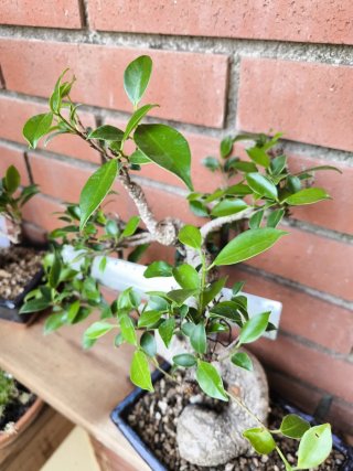 Bonsai Ficus Retusa