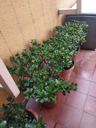 Macetas de terracota con jade.