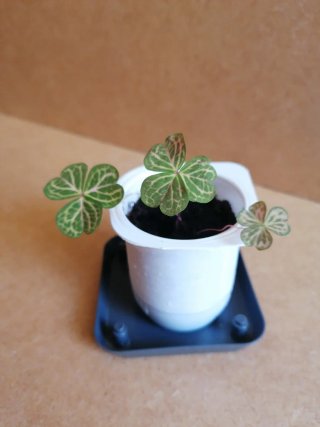 Oxalis Corymbosa Planta