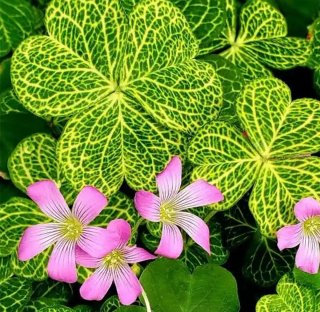 Oxalis Corymbosa Planta