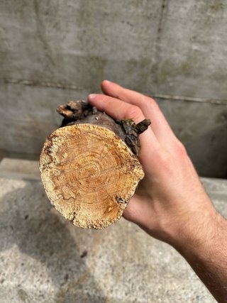Legno decorativo per acquario/terrario