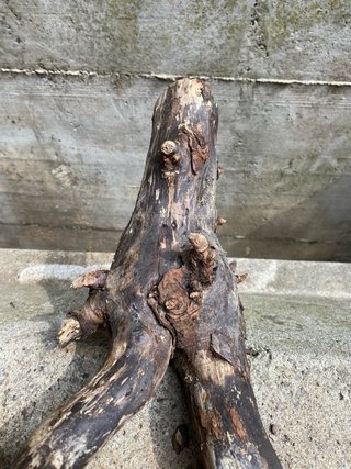 Legno decorativo per acquario/terrario