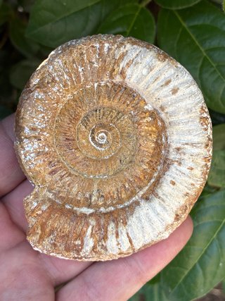 Fósil Amonite Natural Madagascar