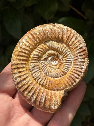 Fósil Amonite Natural Madagascar