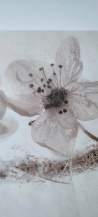 Tríptico Flores Ikea