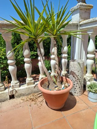 Palmera de interior/exterior