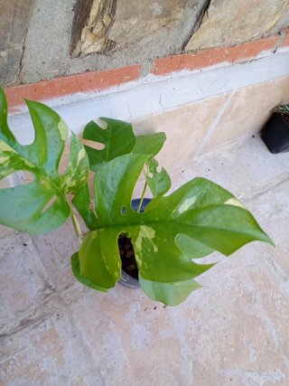 Monstera minima tetrasperma variegata