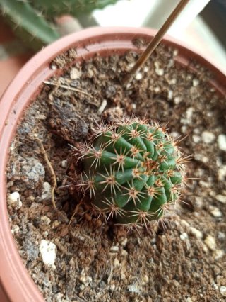Flor de cactus roja