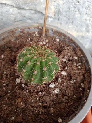 Flor de cactus roja