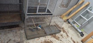 Gabbie per uccelli e animali domestici