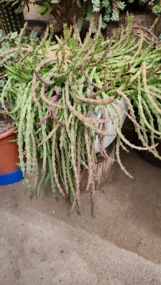 Esquejes de Stapelia con raíz