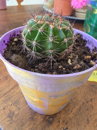 Pianta grassa , e Echinopsis ibrida Fiori Arancio