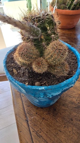 Pianta grassa Echinopsis Ibrida Bianca Rosa striat