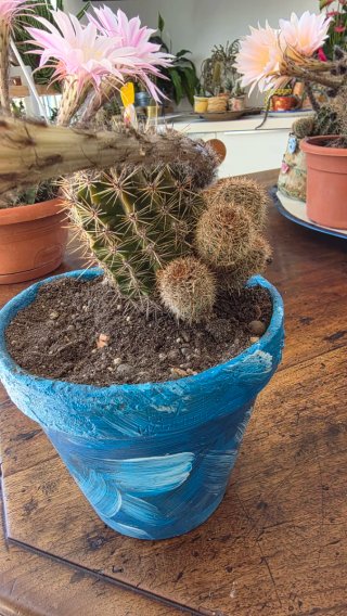 Pianta grassa Echinopsis Ibrida Bianca Rosa striat
