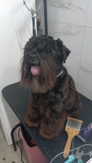 Servicio de peluquería canina en Castellón