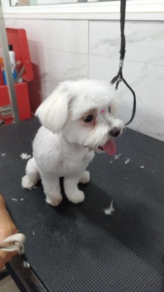 Servicio de peluquería canina en Castellón