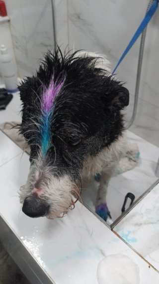 Servicio de peluquería canina en Castellón