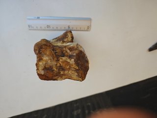 Diente y Vértebra Fósil Spinosaurus 80 m.a.