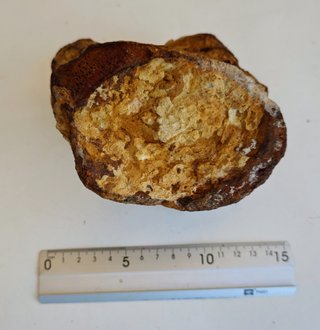 Diente y Vértebra Fósil Spinosaurus 80 m.a.