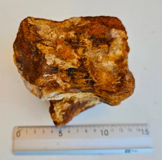 Diente y Vértebra Fósil Spinosaurus 80 m.a.