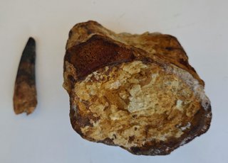 Diente y Vértebra Fósil Spinosaurus 80 m.a.