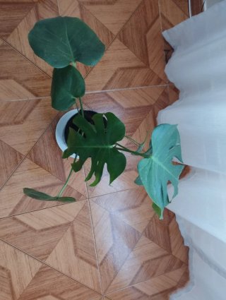 Monstera Deliciosa Planta