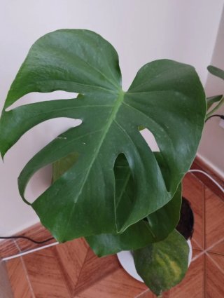 Monstera Deliciosa Planta