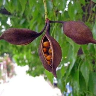 Árbol botella, Brachychiton populneus,árbol maceta
